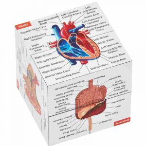 Cubo de Estudio de Anatomía Humana (avanzado)
